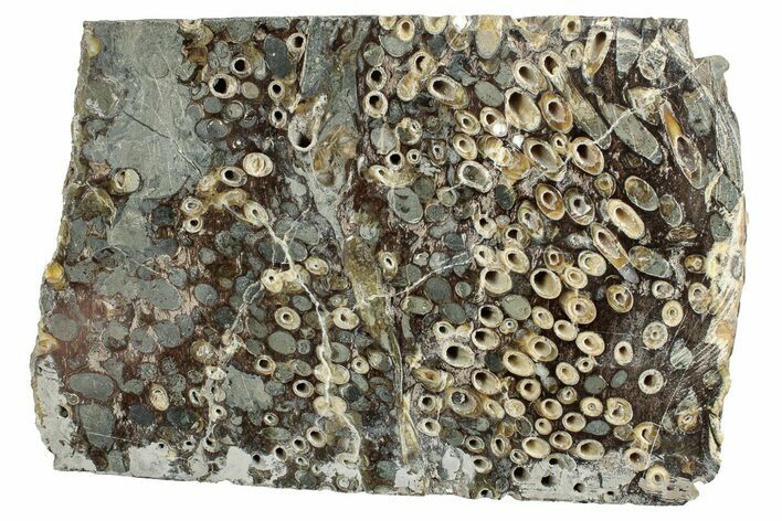 Polished Fossil Teredo (Shipworm Bored) Wood - England #279348